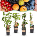 Fruitplanten mix voor balkon – Rainbow, extra groot & eetbaar, 4 soorten (4 planten)