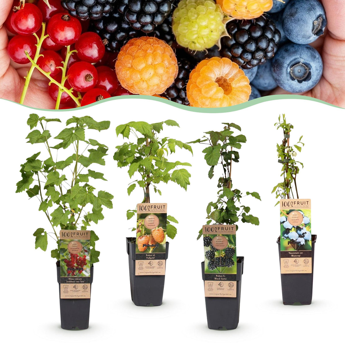Fruitplanten mix voor balkon – Rainbow, extra groot & eetbaar, 4 soorten (4 planten) - jardinera para un balcón verde Vercony