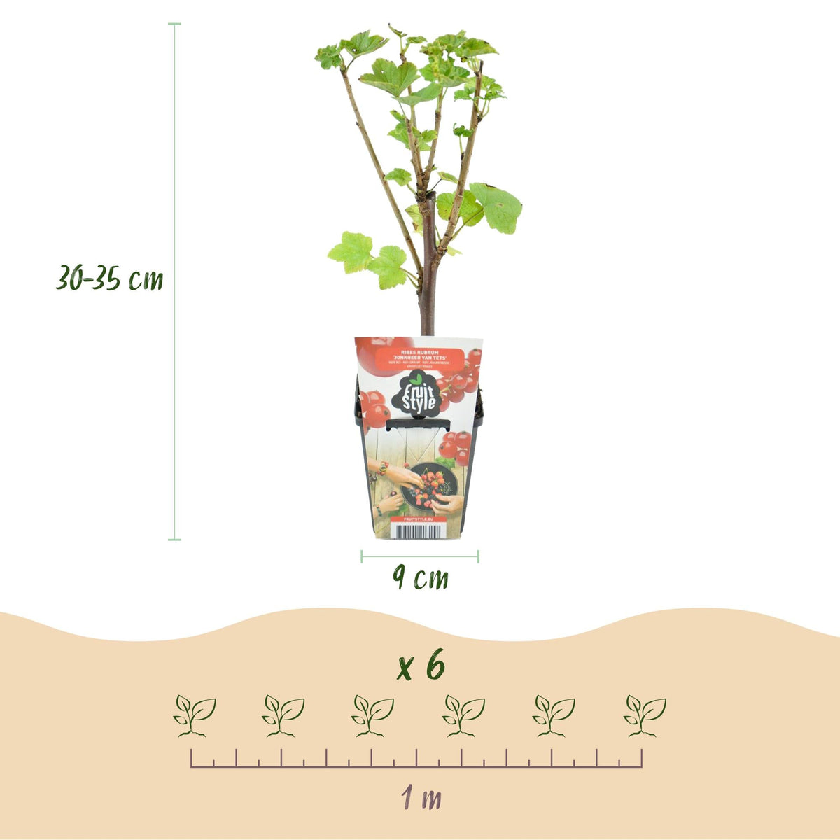 Fruitplanten mix voor balkon – Winterhard &amp; eetbaar, 4 soorten (4 planten) - Pflanzkasten für einen grünen Balkon Vercony