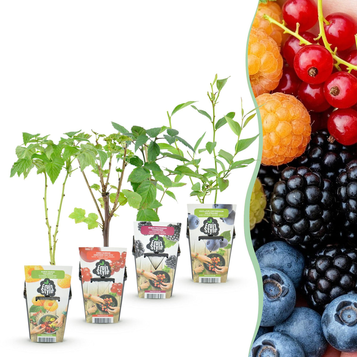 Fruitplanten mix voor balkon – Winterhard &amp; eetbaar, 4 soorten (4 planten) - Pflanzkasten für einen grünen Balkon Vercony