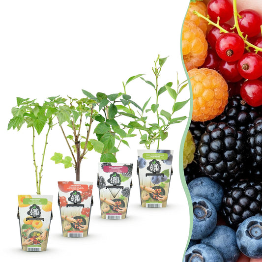 Fruitplanten mix voor balkon – Winterhard & eetbaar, 4 soorten (4 planten) - jardinera para un balcón verde Vercony