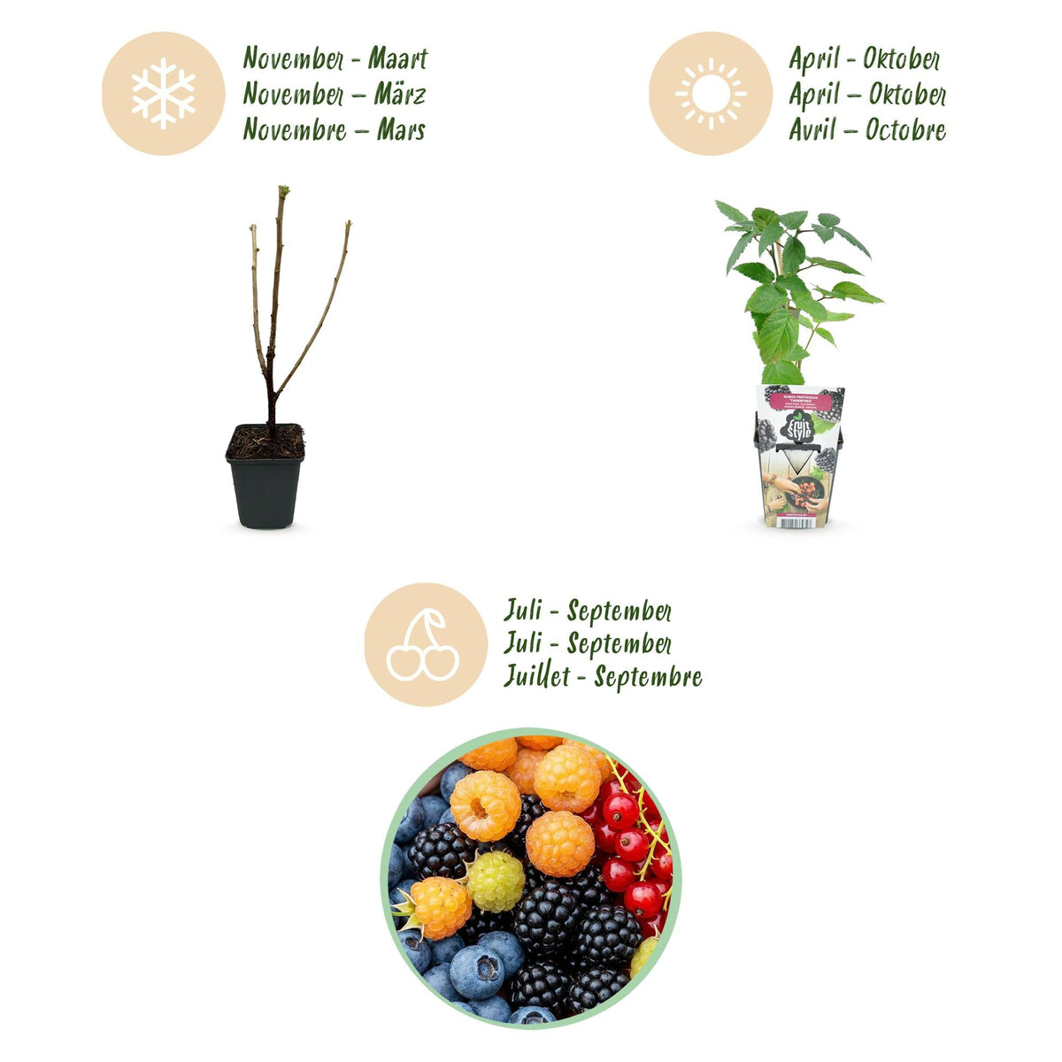 Fruitplanten mix voor balkon – Winterhard & eetbaar, 4 soorten (4 planten) - Pflanzkasten für einen grünen Balkon Vercony