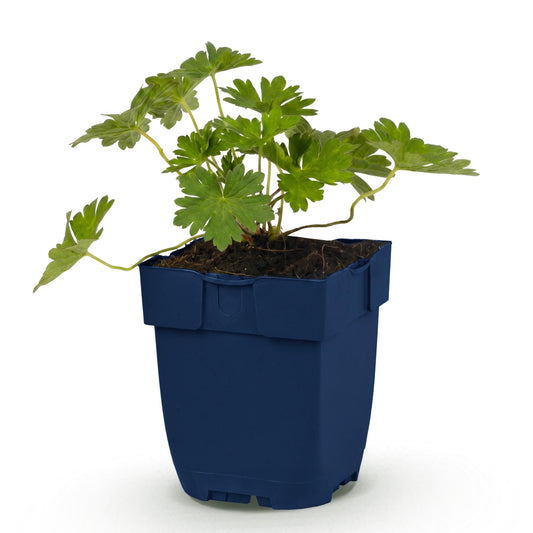 Geranium voor balkon – Langbloeiend & bijvriendelijk (1 plant) - jardinera para un balcón verde Vercony