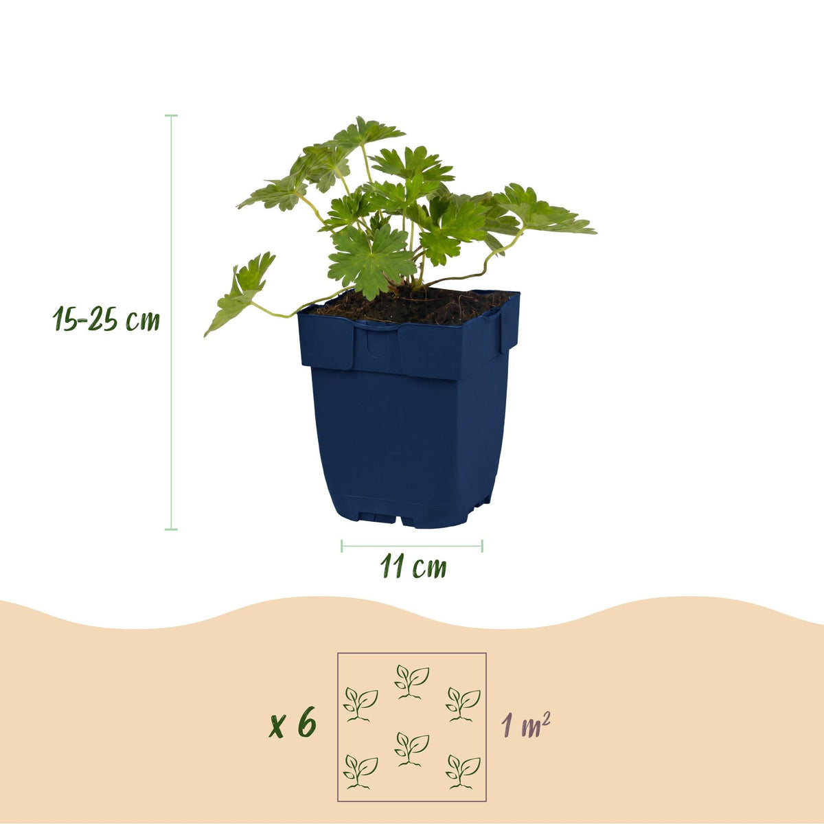 Geranium voor balkon – Langbloeiend & bijvriendelijk (1 plant) - plantenbak voor een groen balkon Vercony