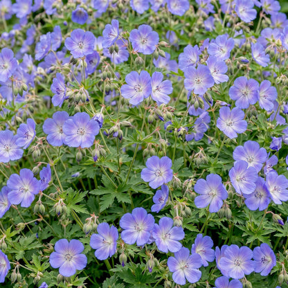 Geranium voor balkon – Langbloeiend &amp; bijvriendelijk (1 plant) - plantenbak voor een groen balkon Vercony