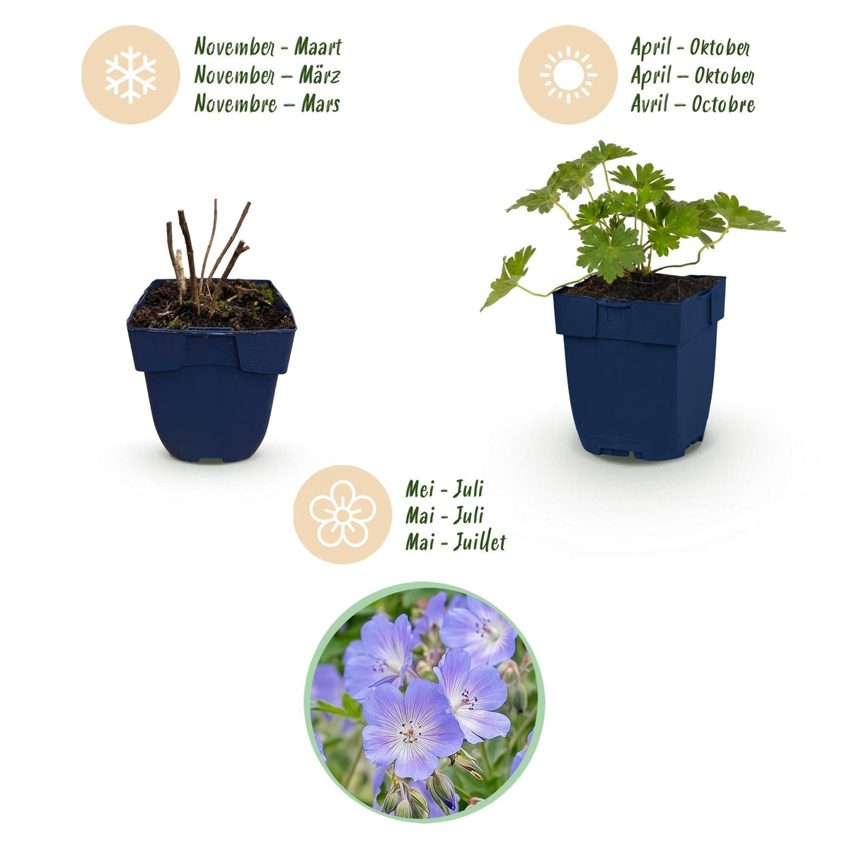 Geranium voor balkon – Langbloeiend &amp; bijvriendelijk (1 plant) - plantenbak voor een groen balkon Vercony