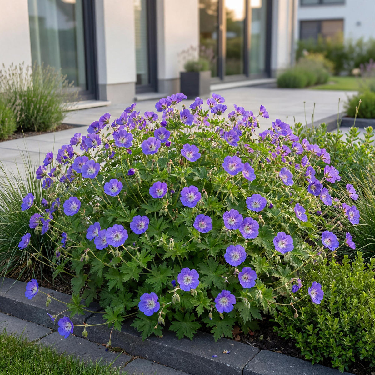 Geranium voor balkon – Langbloeiend & bijvriendelijk (1 plant) - plantenbak voor een groen balkon Vercony