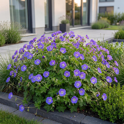 Geranium voor balkon – Langbloeiend &amp; bijvriendelijk (1 plant) - plantenbak voor een groen balkon Vercony