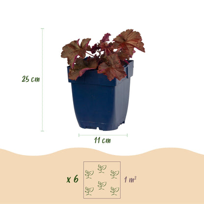 Heuchera voor balkon – Purperblad, voor schaduw (1 plant) - jardinera para un balcón verde Vercony
