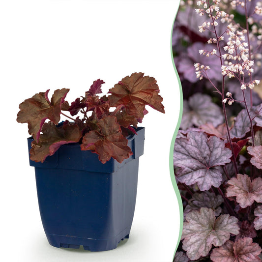 Heuchera voor balkon – Purperblad, voor schaduw (1 plant) - jardinera para un balcón verde Vercony