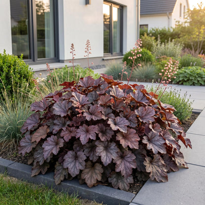 Heuchera voor balkon – Purperblad, voor schaduw (1 plant) - jardinera para un balcón verde Vercony
