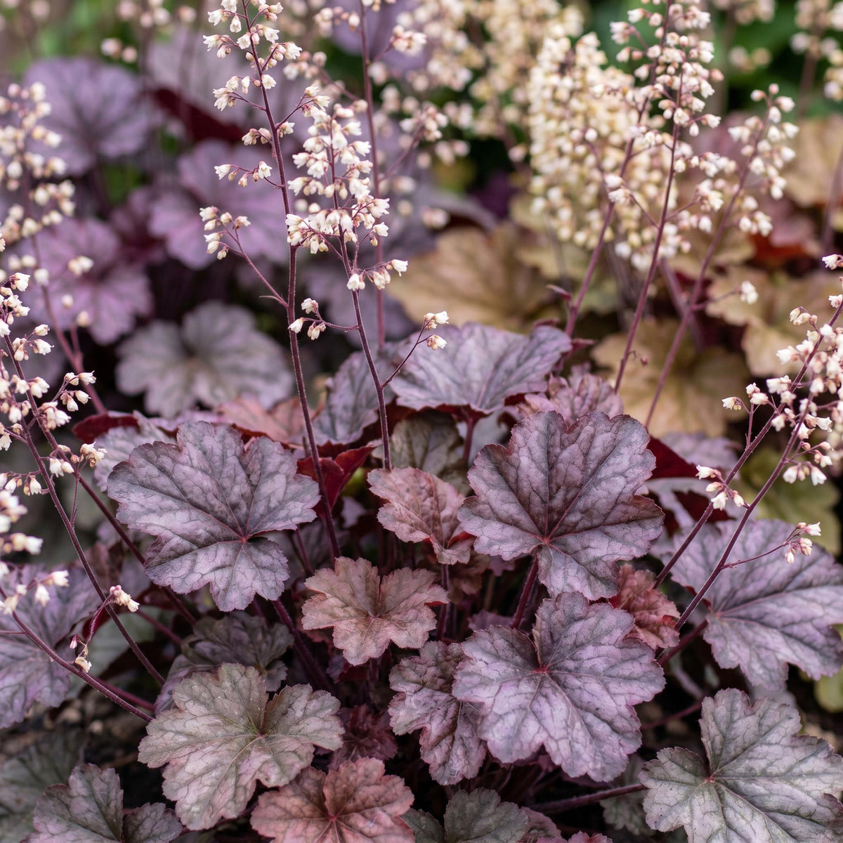 Heuchera voor balkon – Purperblad, voor schaduw (1 plant) - jardinera para un balcón verde Vercony