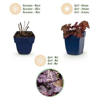 Heuchera voor balkon – Purperblad, voor schaduw (1 plant) - jardinera para un balcón verde Vercony