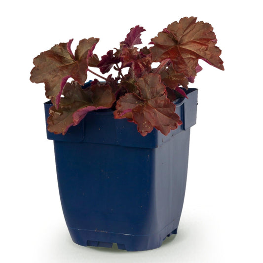 Heuchera voor balkon – Purperblad, voor schaduw (1 plant) - jardinera para un balcón verde Vercony