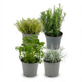 Italian herb mix for balcony – Fresh & edible, 4 varieties (4 pieces)