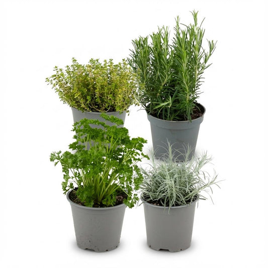 Italiaanse kruidenmix voor balkon – Vers & eetbaar, 4 soorten (4 stuks) - jardinera para un balcón verde Vercony
