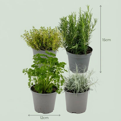 Italiaanse kruidenmix voor balkon – Vers &amp; eetbaar, 4 soorten (4 stuks) - planter for a green balcony Vercony