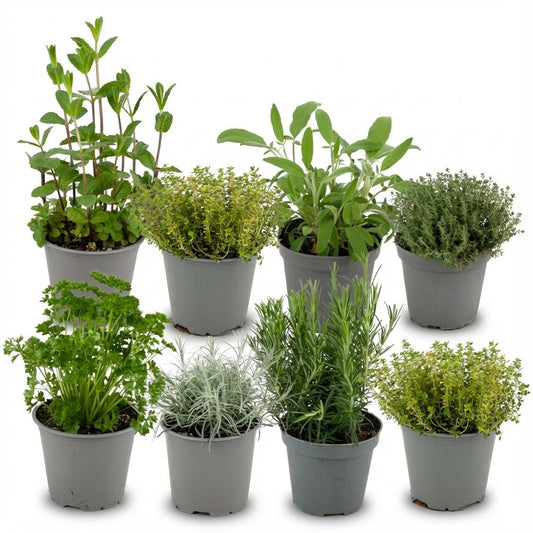 Italiaanse kruidenmix voor balkon – Vers & eetbaar, 4 soorten (8 stuks) - jardinera para un balcón verde Vercony