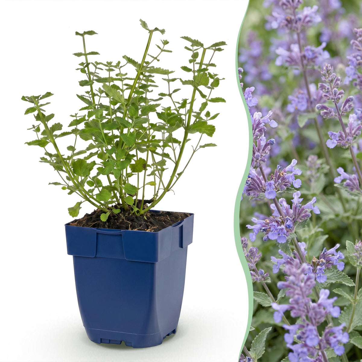 Kattenkruid voor balkon – Langbloeiend & bijvriendelijk (1 plant) - jardinera para un balcón verde Vercony