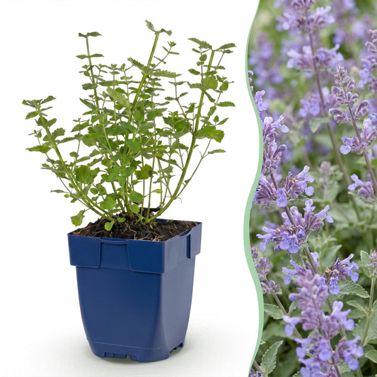Kattenkruid voor balkon – Langbloeiend & bijvriendelijk (1 plant) - jardinera para un balcón verde Vercony