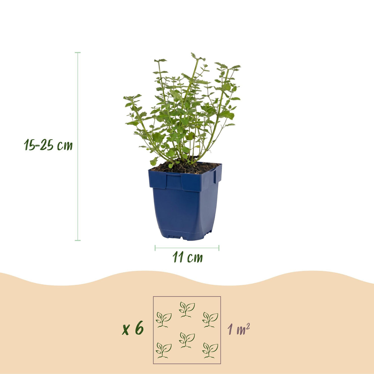 Kattenkruid voor balkon – Langbloeiend & bijvriendelijk (1 plant) - jardinera para un balcón verde Vercony
