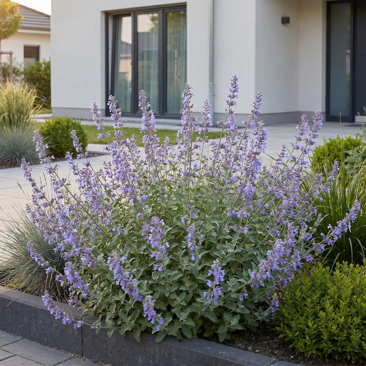 Kattenkruid voor balkon – Langbloeiend & bijvriendelijk (1 plant) - jardinera para un balcón verde Vercony