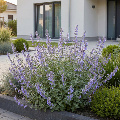 Kattenkruid voor balkon – Langbloeiend &amp; bijvriendelijk (1 plant) - jardinera para un balcón verde Vercony
