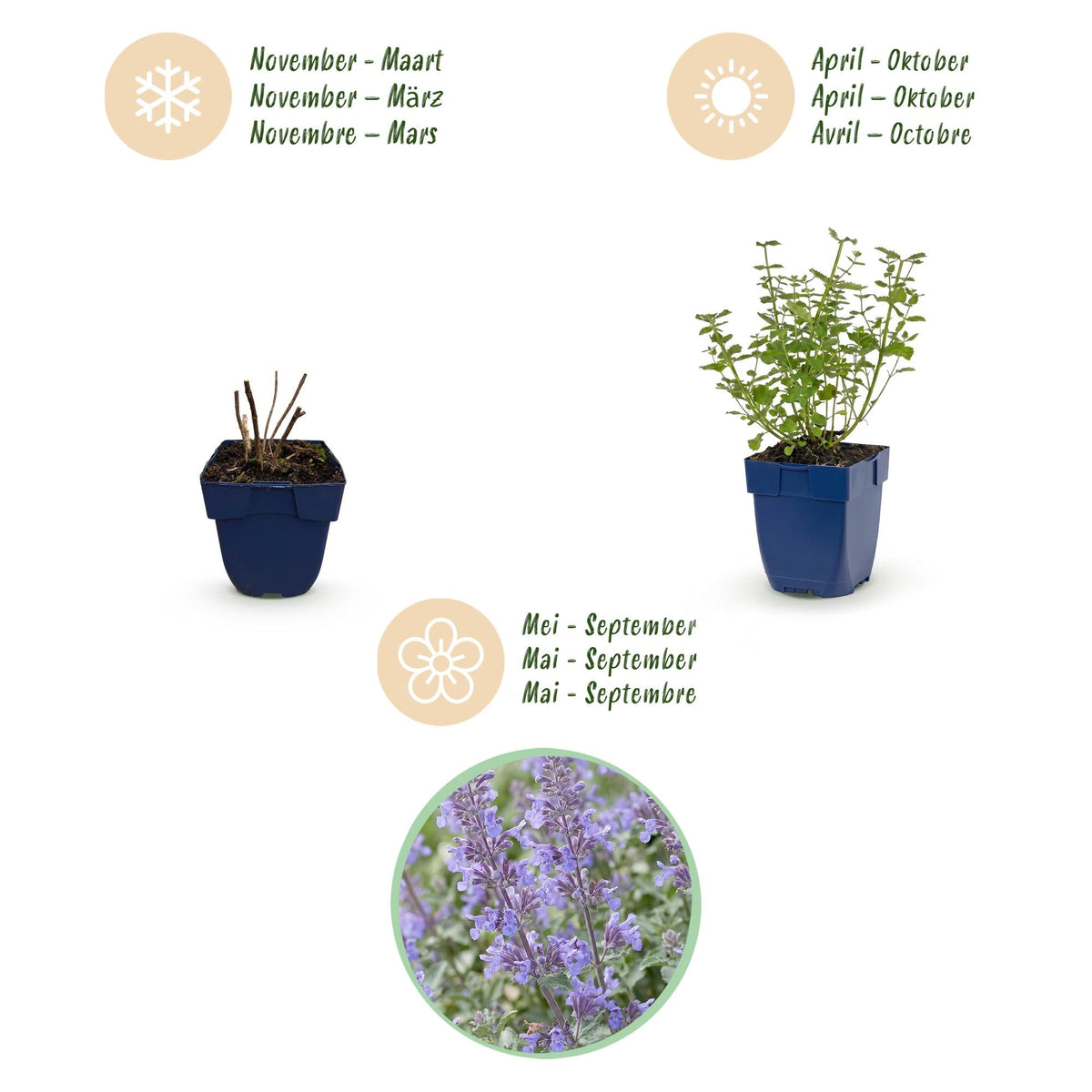 Kattenkruid voor balkon – Langbloeiend &amp; bijvriendelijk (1 plant) - jardinera para un balcón verde Vercony