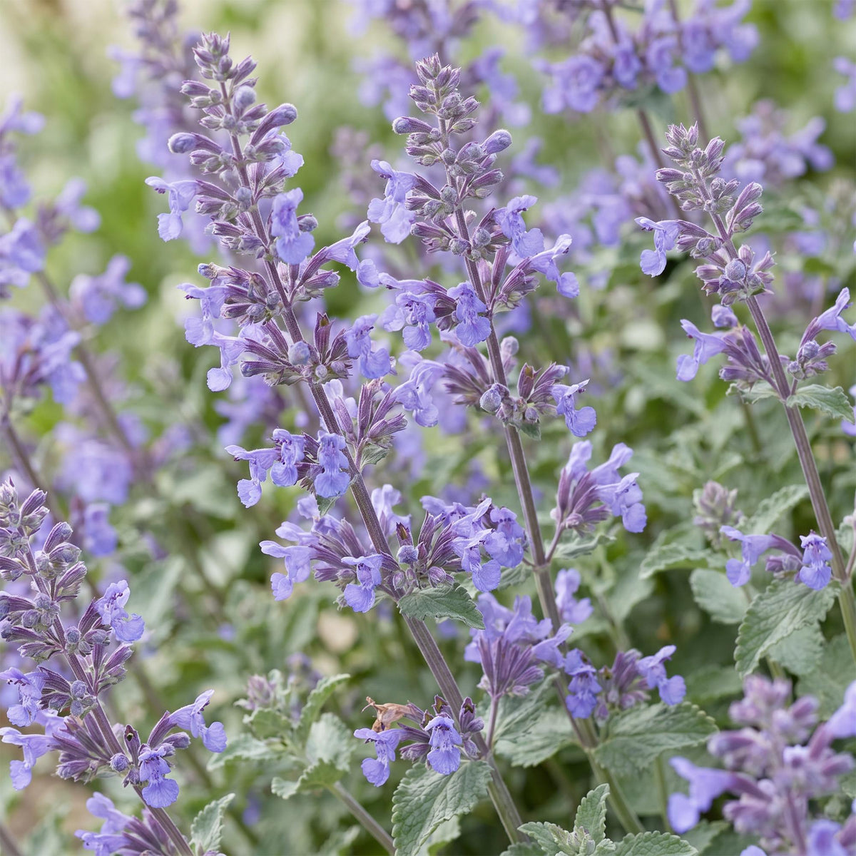 Kattenkruid voor balkon – Langbloeiend & bijvriendelijk (1 plant) - jardinera para un balcón verde Vercony