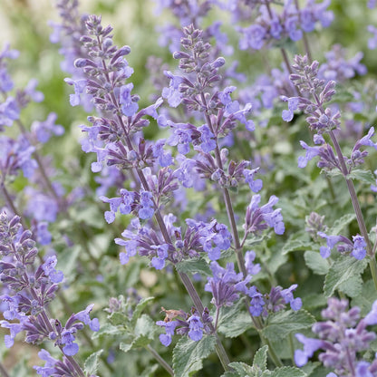 Kattenkruid voor balkon – Langbloeiend &amp; bijvriendelijk (1 plant) - jardinera para un balcón verde Vercony