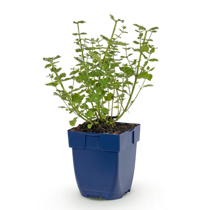 Kattenkruid voor balkon – Langbloeiend &amp; bijvriendelijk (1 plant) - jardinera para un balcón verde Vercony