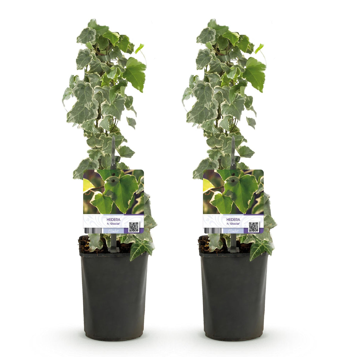 Klimop voor balkon – Groenblijvend & snelgroeiend (2 stuks) - plantenbak voor een groen balkon Vercony