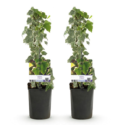 Klimop voor balkon – Groenblijvend &amp; snelgroeiend (2 stuks) - plantenbak voor een groen balkon Vercony