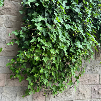 Klimop voor balkon – Groenblijvend &amp; snelgroeiend (2 stuks) - plantenbak voor een groen balkon Vercony
