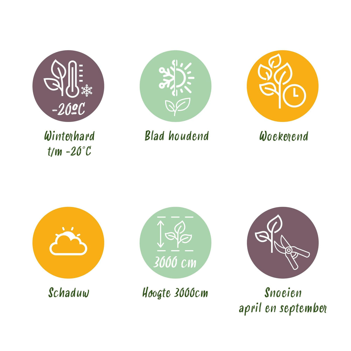 Klimop voor balkon – Groenblijvend &amp; snelgroeiend (2 stuks) - plantenbak voor een groen balkon Vercony