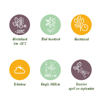 Klimop voor balkon – Groenblijvend &amp; snelgroeiend (2 stuks) - plantenbak voor een groen balkon Vercony