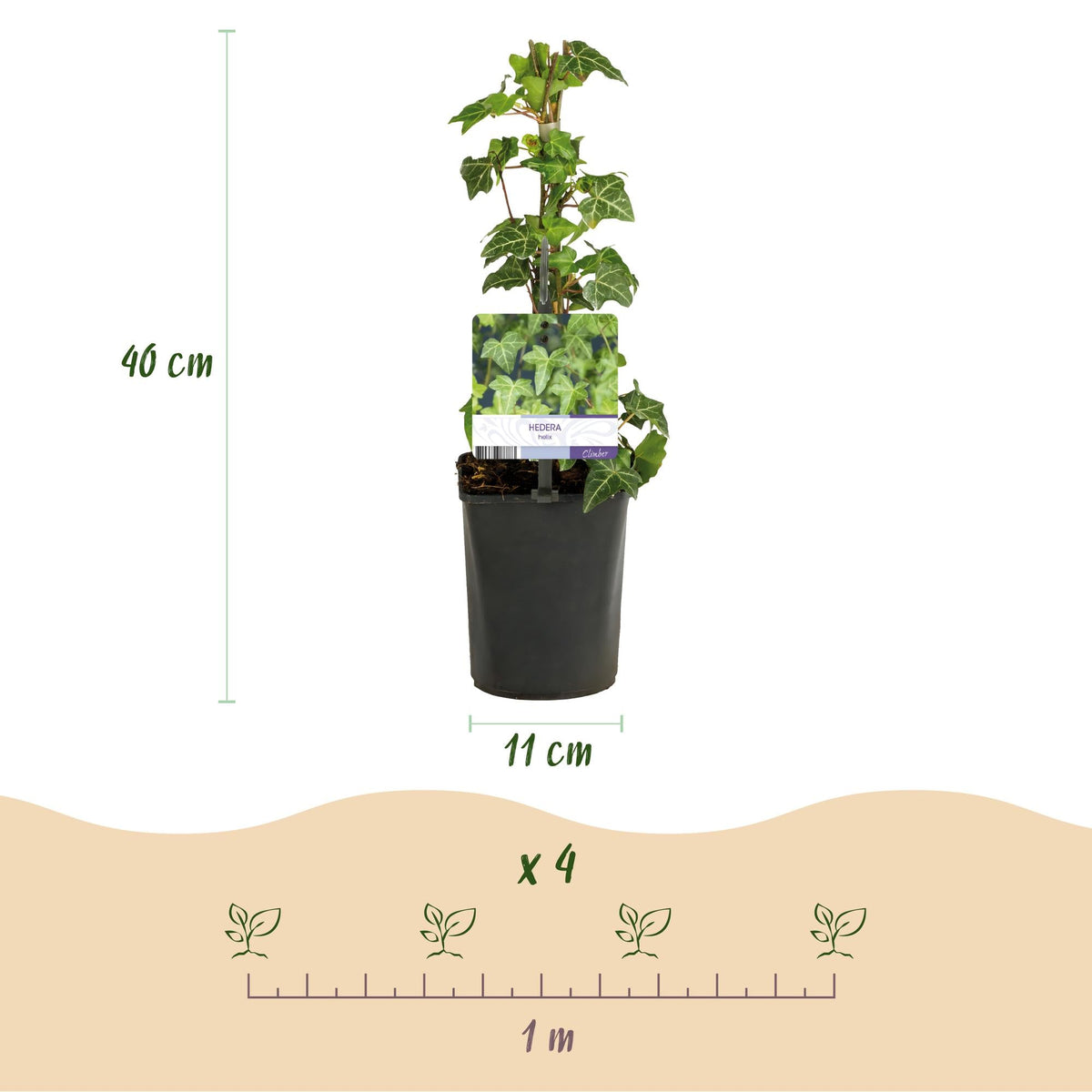 Klimop voor balkon – Groenblijvend &amp; snelgroeiend (2 stuks) - plantenbak voor een groen balkon Vercony