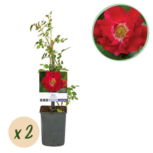 Klimroos voor balkon – Dieprood & langbloeiend (2 stuks) - jardinera para un balcón verde Vercony