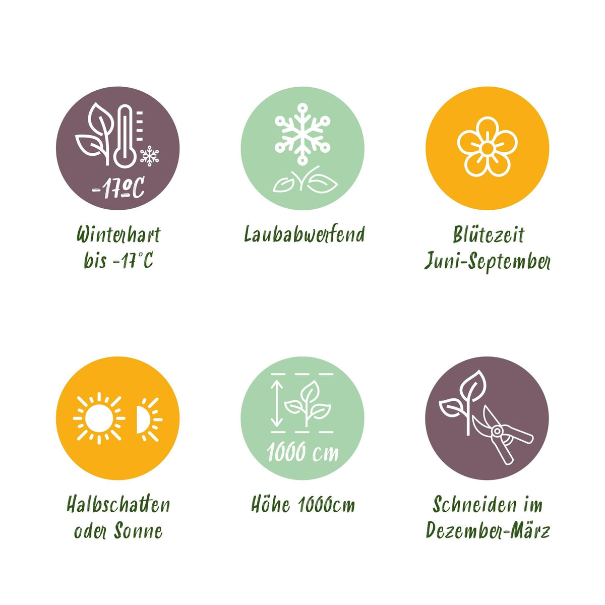 Klimroos voor balkon – Dieprood & langbloeiend (2 stuks) - Pflanzkasten für einen grünen Balkon Vercony