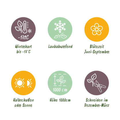 Klimroos voor balkon – Dieprood &amp; langbloeiend (2 stuks) - Pflanzkasten für einen grünen Balkon Vercony