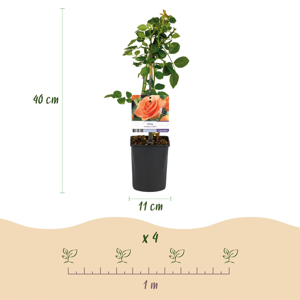 Klimroos voor balkon – Levendig oranje &amp; langbloeiend (2 stuks) - Jardinière pour un balcon vert Vercony