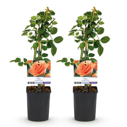 Klimroos voor balkon – Levendig oranje &amp; langbloeiend (2 stuks) - Jardinière pour un balcon vert Vercony