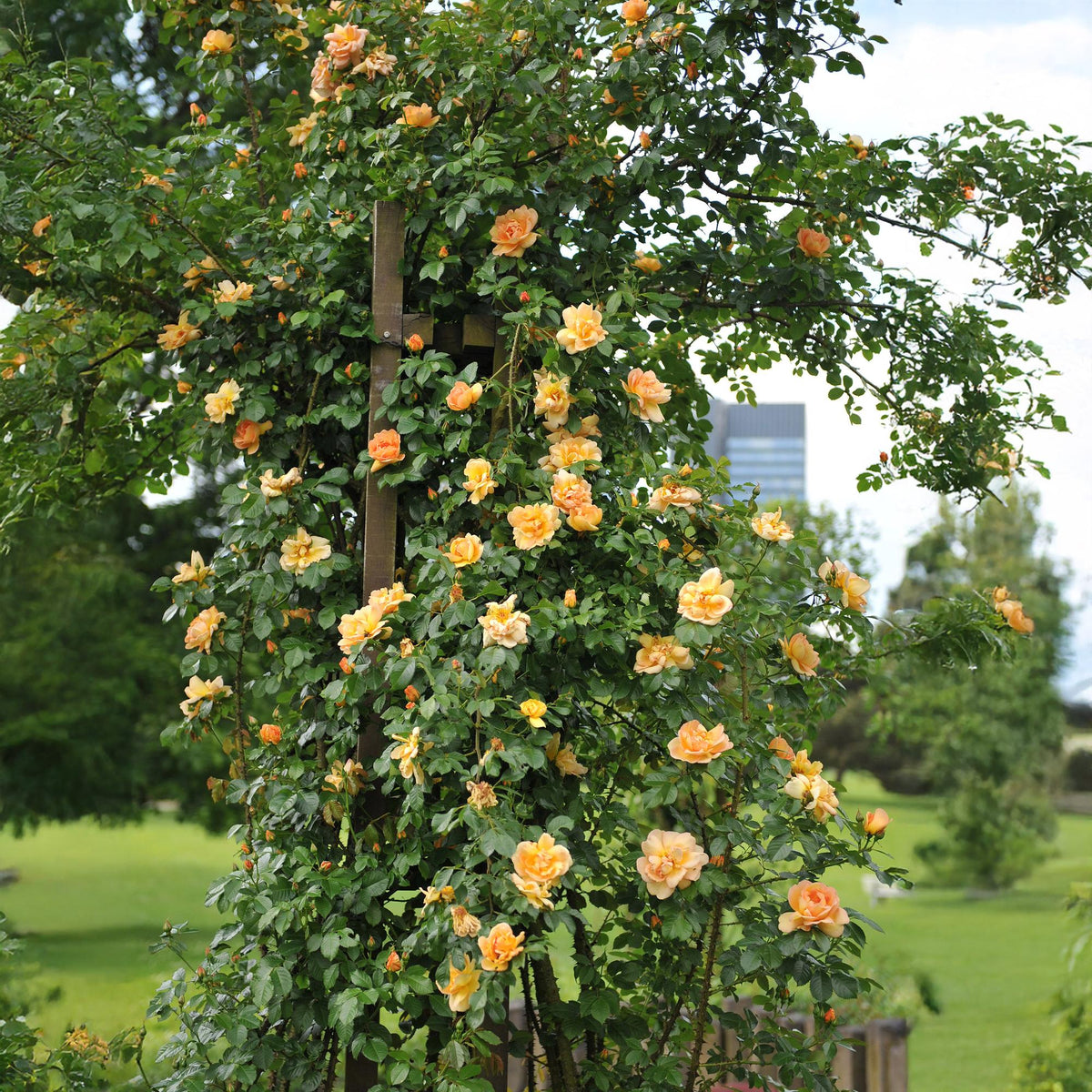 Klimroos voor balkon – Levendig oranje & langbloeiend (2 stuks) - Jardinière pour un balcon vert Vercony