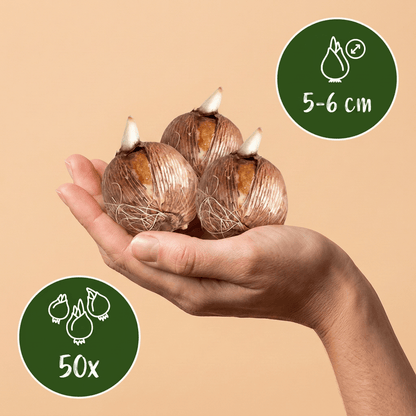Krokus bloembollen voor balkon (30 stuks) - Grootbloemige mix, voorjaarsbloeier - plantenbak voor een groen balkon Vercony