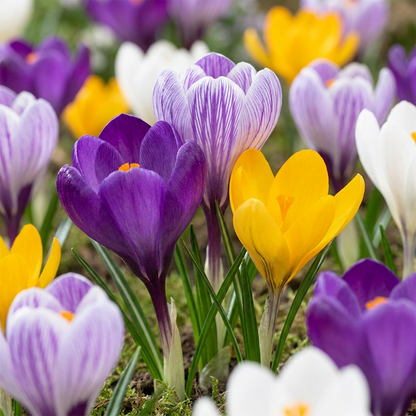 Krokus bloembollen voor balkon (30 stuks) - Grootbloemige mix, voorjaarsbloeier - plantenbak voor een groen balkon Vercony