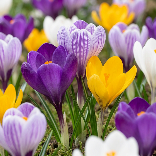 Krokus bloembollen voor balkon (30 stuks) - Grootbloemige mix, voorjaarsbloeier - jardinera para un balcón verde Vercony