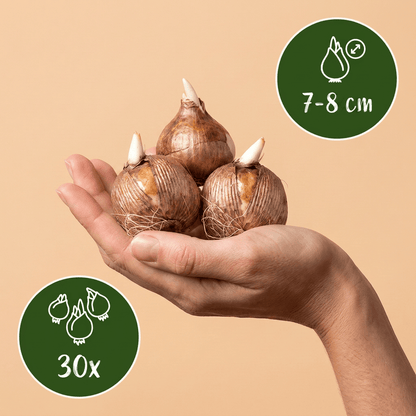 Krokus bloembollen voor balkon (30 stuks) - Wit, verwildert, voorjaarsbloeier - plantenbak voor een groen balkon Vercony