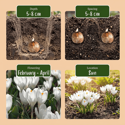 Krokus bloembollen voor balkon (30 stuks) - Wit, verwildert, voorjaarsbloeier - plantenbak voor een groen balkon Vercony