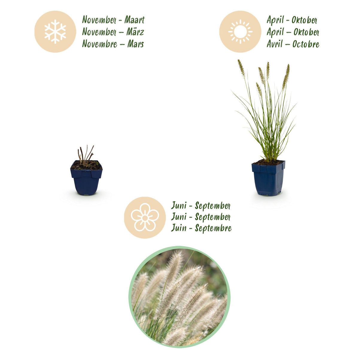 Lampenpoetsergras voor balkon – Compact &amp; met sierpluimen (12 planten) - jardinera para un balcón verde Vercony