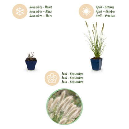 Lampenpoetsergras voor balkon – Compact &amp; met sierpluimen (12 planten) - jardinera para un balcón verde Vercony